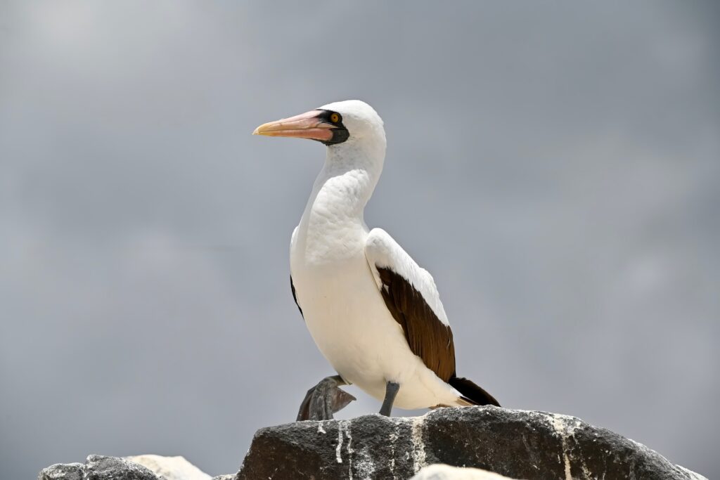 Nazca Boobie